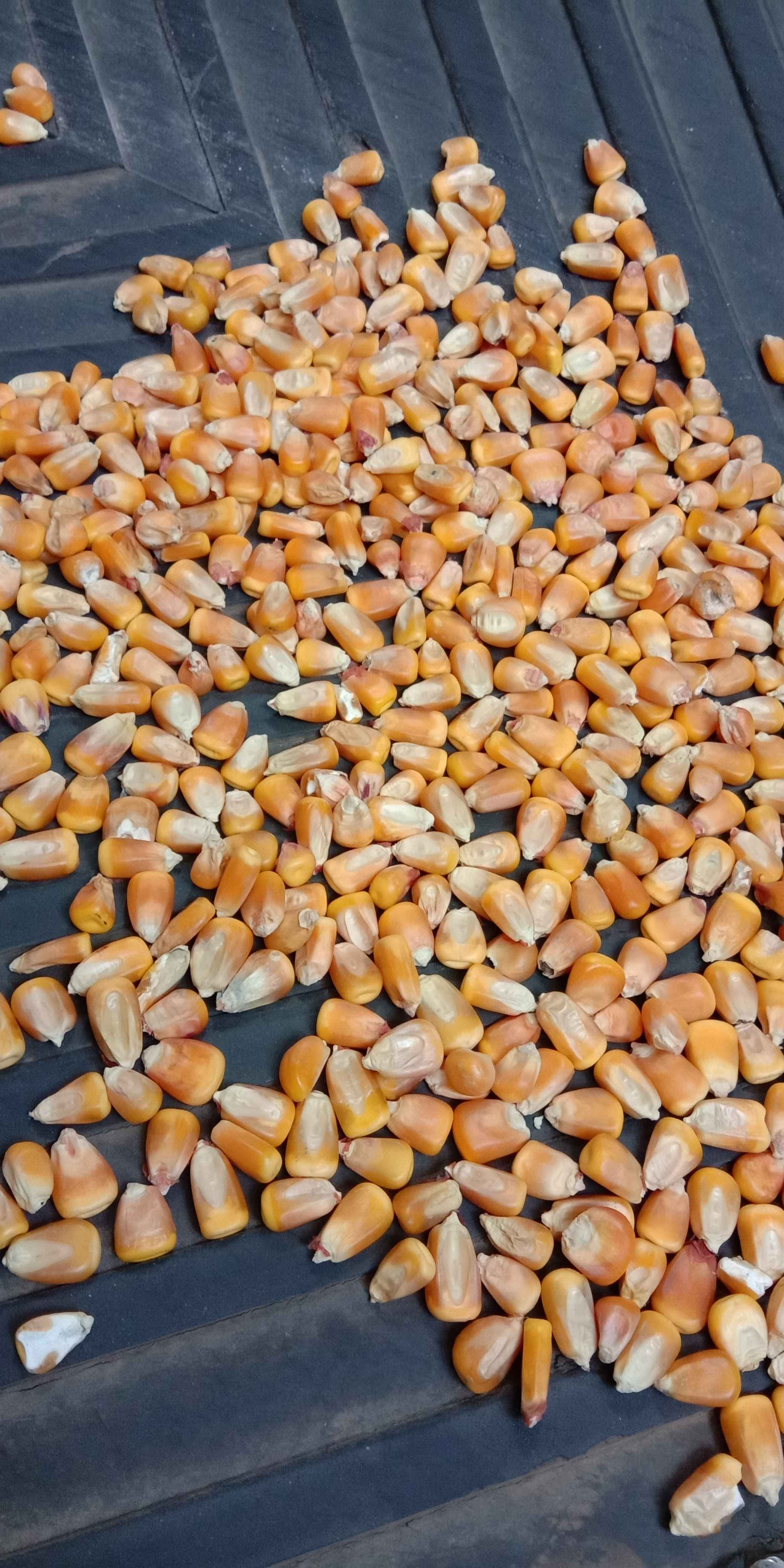 求购优质玉米