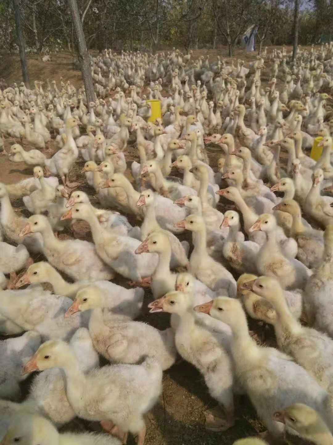 纯种大三花鹅苗