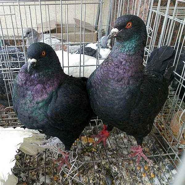 什么是青年鸽 pc_20200522084845885987.jpg