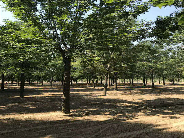 白蜡树12公分多少钱