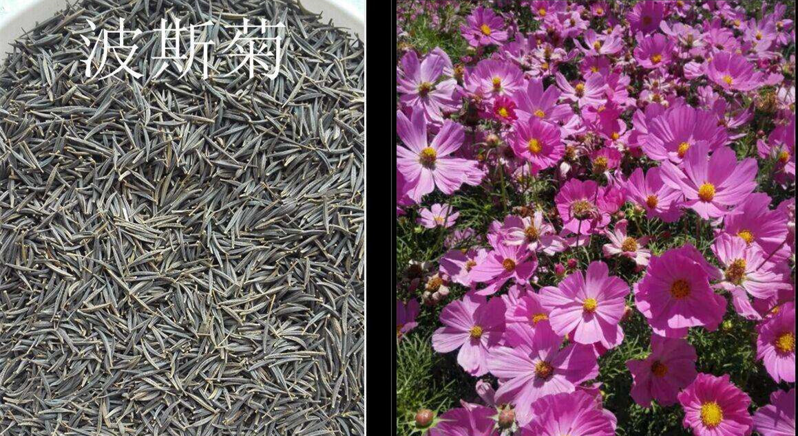 波斯菊的种子_波斯菊种子怎么_波斯菊种子