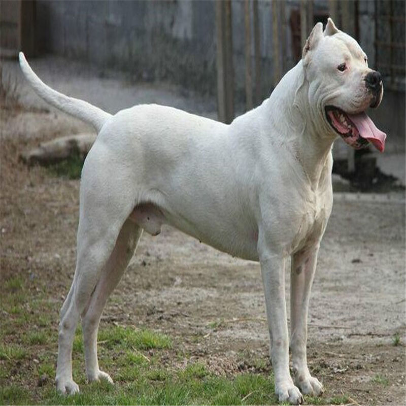 杜高犬