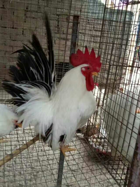 长尾鸡的尾巴能长多长