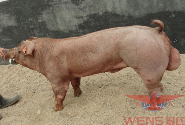 温氏杜洛克S21猪