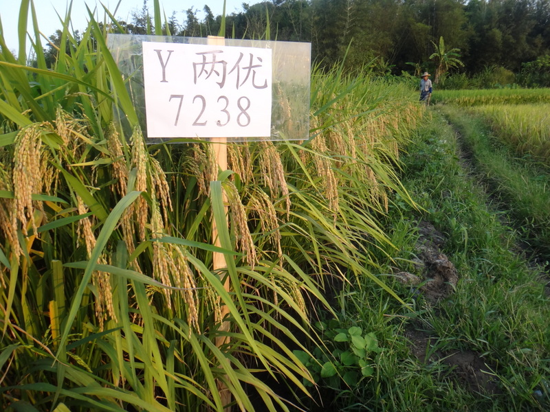 中字牌y两优7238水稻种子