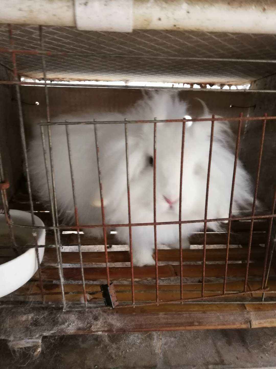 长毛兔养殖场建设