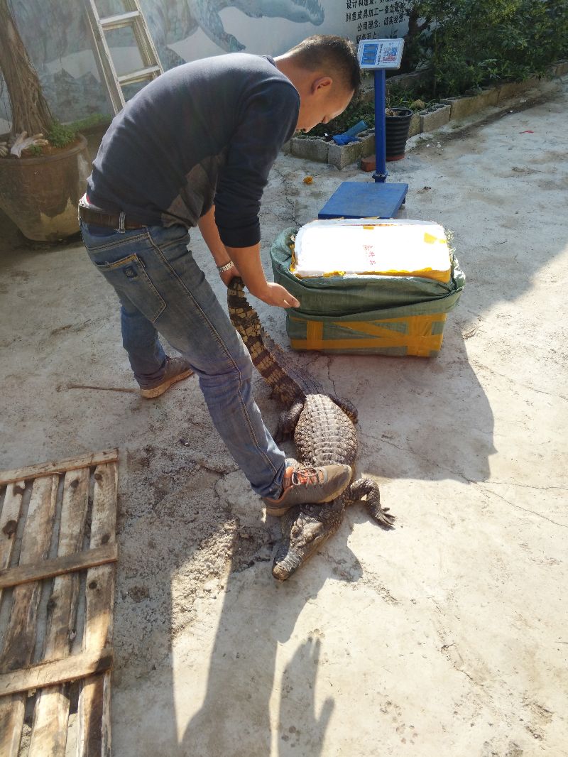 养殖鳄鱼的种苗哪里有 养殖鳄鱼的种苗哪里有卖