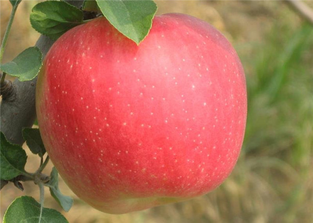 小一点的富藤一号苹果树苗,高度一米左右,粗度有香烟那么粗,每株3元